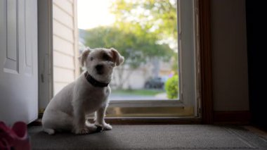 Jack Russel 'ın köpeği sahibini bekliyor ve ne yazık ki sokakta camdan kapıya bakıyor. - Evet. Yüksek kalite 4k görüntü