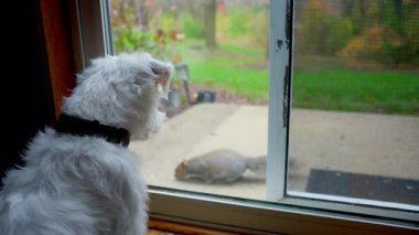 Jack Russell Terrier arka bahçedeki sincaba evin içinden bakıyor. Yüksek kalite 4k görüntü