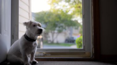 Evcil Jack Russel köpeği efendisini bekliyor ve ne yazık ki camdan sokağa bakıyor. - Evet. Yüksek kalite 4k görüntü