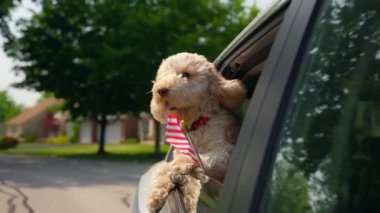 Amerikan bayrağı taşıyan komik Goldendoodle köpeği güneşli bir günde araba kullanan arabanın camından dışarı bakıyor. Yüksek kalite 4k görüntü