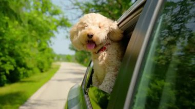 Meraklı komik Goldendoodle köpeği güneşli bir günde caddede araba süren arabanın camından dışarı bakar. Yüksek kalite 4k görüntü