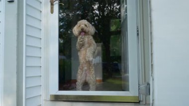 Altın şekilli köpek evde, cam kapının yanında ve bakıyor. Yüksek kalite 4k görüntü