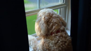 Altın Karalamalı Köpek Pencereden Dışarı Bakıyor. Yüksek kalite 4k görüntü