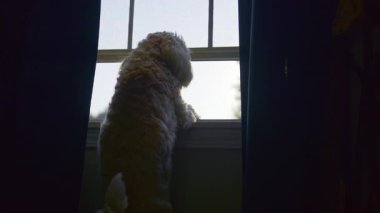 Altın Karalamalı Köpek Pencereden Dışarı Bakıyor. Şirin Goldendoodle Salonda Dinleniyor. Yüksek kalite 4k görüntü