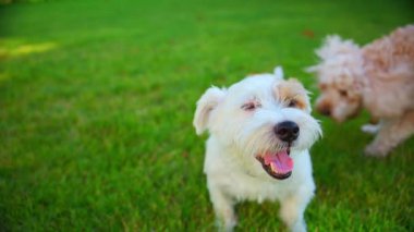 Jack Russell ve Goldendoodle güneşli bir günde dışarıda oynuyorlar. Yüksek kalite 4k görüntü