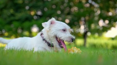 Şirin komik Jack Russell Terrier çimlerin üzerinde yatıyor ve parlak sarı top oyuncağıyla oynuyor. Arka bahçede oyuncu Jack Russell. Yüksek kalite 4k görüntü