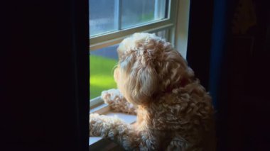 Evcil Köpek Evdeki Pencere kenarında bekliyor. Yüksek kalite 4k görüntü