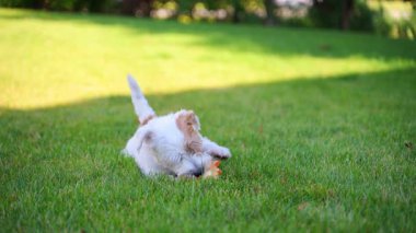 Şirin komik Jack Russell Terrier çimlerin üzerinde yatıyor ve parlak sarı top oyuncağıyla oynuyor. Köpek Dışarıda Eğleniyor Oyunu. Yüksek kalite 4k görüntü