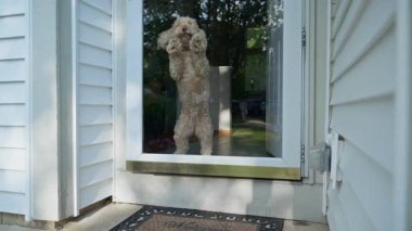 Camdan Dışarı Bakan Altın Çizgili Köpek. Yüksek kalite 4k görüntü