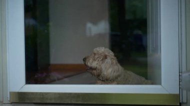 Sakin ol Altın Çizgili Köpek Camdan Dışarı Bakıyor. Yüksek kalite 4k görüntü