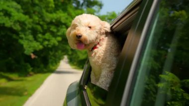 Meraklı komik Goldendoodle köpeği güneşli bir günde yolda giden arabanın camından dışarı bakar. Yüksek kalite 4k görüntü