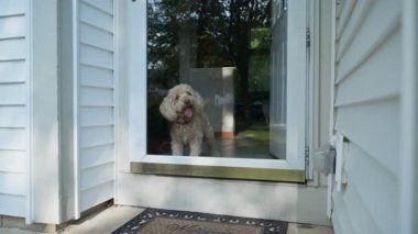 Patio Window 'un orada şirin bir Goldendoodle var. Yüksek kalite 4k görüntü