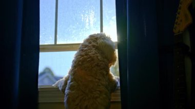 Altın Karalamalı Köpek Pencereden Dışarı Bakıyor. Window Light 'taki tüylü altın karalamalar. Yüksek kalite 4k görüntü