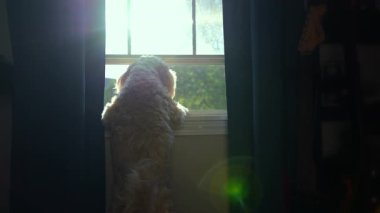 Huzurlu Ev Anında Altın Çizgili Köpek Pencereden Dışarı Bakıyor. Yüksek kalite 4k görüntü