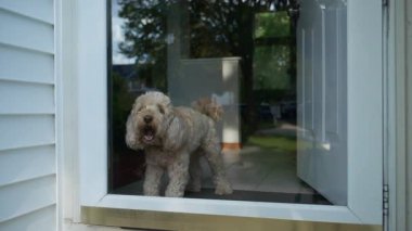 Pofuduk Goldendoodle Köpek Evden Dışarıyı İzliyor. Yüksek kalite 4k görüntü