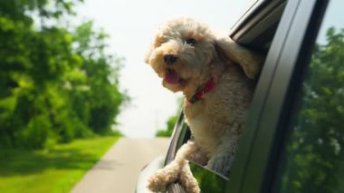 Meraklı komik Goldendoodle köpeği, güneşli bir günde sokakta hızla giden arabanın camından dışarı bakar. Yüksek kalite 4k görüntü