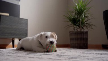 Köpek Jack Russel pençelerini tutuyor ve renkli topu ısırıyor, evin içindeki oyuncağın tadını çıkarıyor. - Evet. Yüksek kalite 4k görüntü