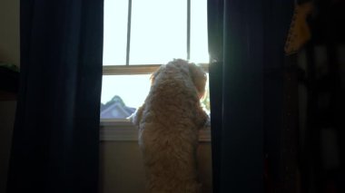 Ev Sahibi Altın Çizgili Köpeğin Evdeki Pencereden Bakış Sahasında Sakin Köpek. Yüksek kalite 4k görüntü