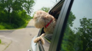 Meraklı komik Goldendoodle köpeği güneşli bir günde hızla giden arabanın camından dışarı bakar. Yüksek kalite 4k görüntü