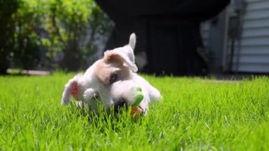 Şirin komik Jack Russell Terrier çimlerin üzerinde yatıyor ve parlak sarı oyuncaklarla oynuyor. - Evet. Yüksek kalite 4k görüntü
