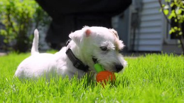 Şirin komik Jack Russell Terrier çimlerin üzerinde yatıyor ve sarı oyuncakla oynuyor. - Evet. Yüksek kalite 4k görüntü