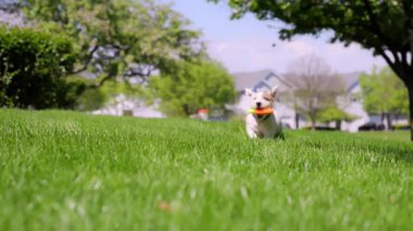 Şirin komik Jack Russell Terrier çimlerde koşuyor ve sarı oyuncakla oynuyor. Manzarayı kapat. Yüksek kalite 4k görüntü