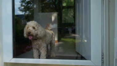 Camdan Dışarı Bakan Altın Çizgili Köpek. Pofuduk Köpekli Ev Sahnesi. Yüksek kalite 4k görüntü