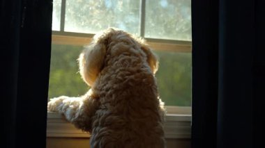 Goldendoodle Dog pencereden dışarı bakıyor, evin içinde bekliyor. Yüksek kalite 4k görüntü