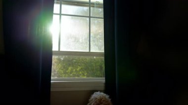 Goldendoodle Dog Pencereden Dışarı Bakıyor, Goldendoodle Pet ile Samimi Gün. Yüksek kalite 4k görüntü