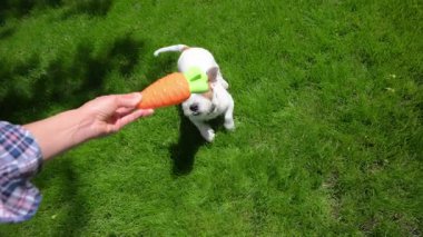 Komik Jack Russell Terrier çimlere atlayıp sarı oyuncakla oynuyor. - Evet. Yüksek kalite 4k görüntü