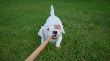 Şirin komik Jack Russell terrier tahta sopayla oynuyor. Yüksek kalite 4k görüntü