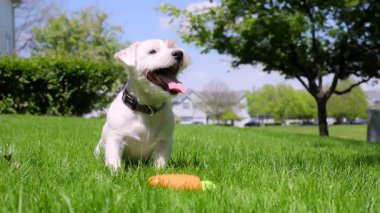 Şirin komik Jack Russell Terrier çimlerin üzerinde yatıyor ve sarı oyuncakla oynuyor. Manzarayı kapat. Yüksek kalite 4k görüntü