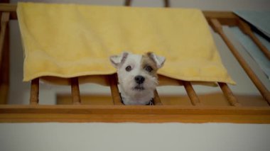 Komik köpek Jack Russel merakla ikinci kattan ahşap korkuluklara bakıyor ve oyun için bekliyor, evin içinde bağırıyor. Yüksek kalite 4k görüntü