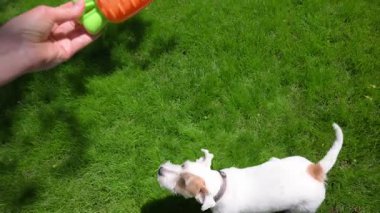 Komik Jack Russell Terrier çimlere atlayıp sarı oyuncakla oynuyor. Ağır çekim. Yüksek kalite 4k görüntü