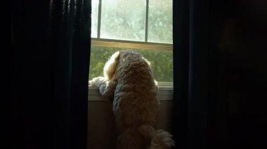 Sabah Işığı Goldendoodle Dog Evden Dışarı Bakıyor. Yüksek kalite 4k görüntü