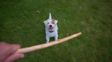 Jack Russell Terrier sahibiyle oynuyor, atlıyor ve tahta bir sopa alıyor. Yüksek kalite 4k görüntü
