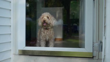 Meraklı Goldendoodle köpeği camdan dışarı bakıyor. Yüksek kalite 4k görüntü