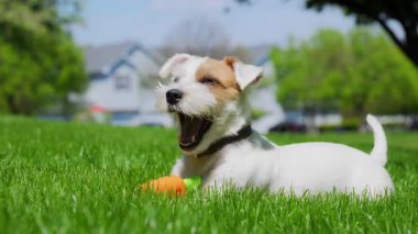 Jack Russell Terrier çimenlerde uzanıyor ve oyuncaklarla oynuyor. Manzarayı kapat. Yüksek kalite 4k görüntü