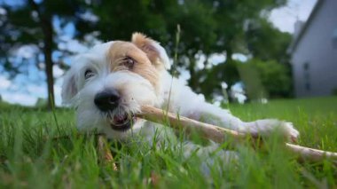 Şirin komik Jack Russell terrier tahta sopayla oynuyor. Kapatın. Yüksek kalite 4k görüntü