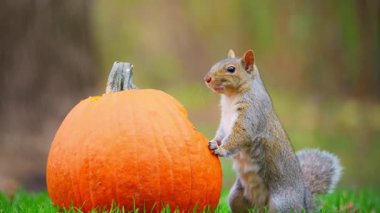 Sincap portakal kabağının yanında duruyor ve bir balkabağı yiyor. Görüntüyü yakınlaştır. Yüksek kalite 4k görüntü