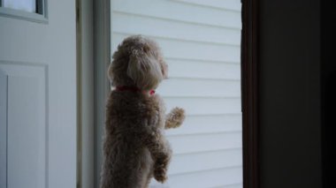 Evdeki altın renkli köpek evcil hayvanı, cam kapı standının yanında ve bakıyor. Yüksek kalite 4k görüntü
