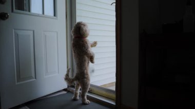 Evdeki altın renkli köpek evcil hayvanı, cam kapı standının yanında ve cam kapıya bakıyor. Yüksek kalite 4k görüntü