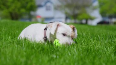 Jack Russell Terrier çimenlerde uzanıyor ve oyuncaklarla oynuyor. Görüntüyü kapat. Yüksek kalite 4k görüntü