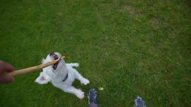 Jack Russell Terrier sahibiyle oynuyor, atlıyor ve tahta bir sopa alıyor. Ağır çekim. Yüksek kalite 4k görüntü