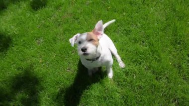 Jack Russell Terrier kameraya bakıyor ve havlıyor. Yüksek kalite 4k görüntü