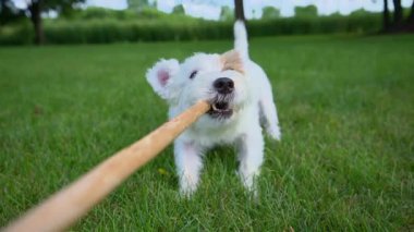 Şirin komik Jack Russell terrier tahta sopayla oynuyor. Kapatın. Ağır çekim. Yüksek kalite 4k görüntü