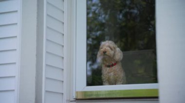 Goldendoodle köpeği cam kapının arkasında oturur ve dışarı bakar. Yüksek kalite 4k görüntü