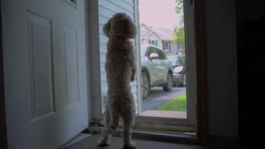 Goldendoodle köpeği evdeki cam kapının yanında arka pençeleri üzerinde durur ve dışarı bakar. Yüksek kalite 4k görüntü