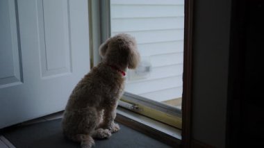 Şirin Goldendoodle köpeği cam kapının yanında oturur ve dışarı bakar. Yüksek kalite 4k görüntü