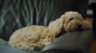 Goldendoodle köpeği ne yazık ki evdeki kanepede yatıyor. Hüzünlü bir köpek. Yüksek kalite 4k görüntü